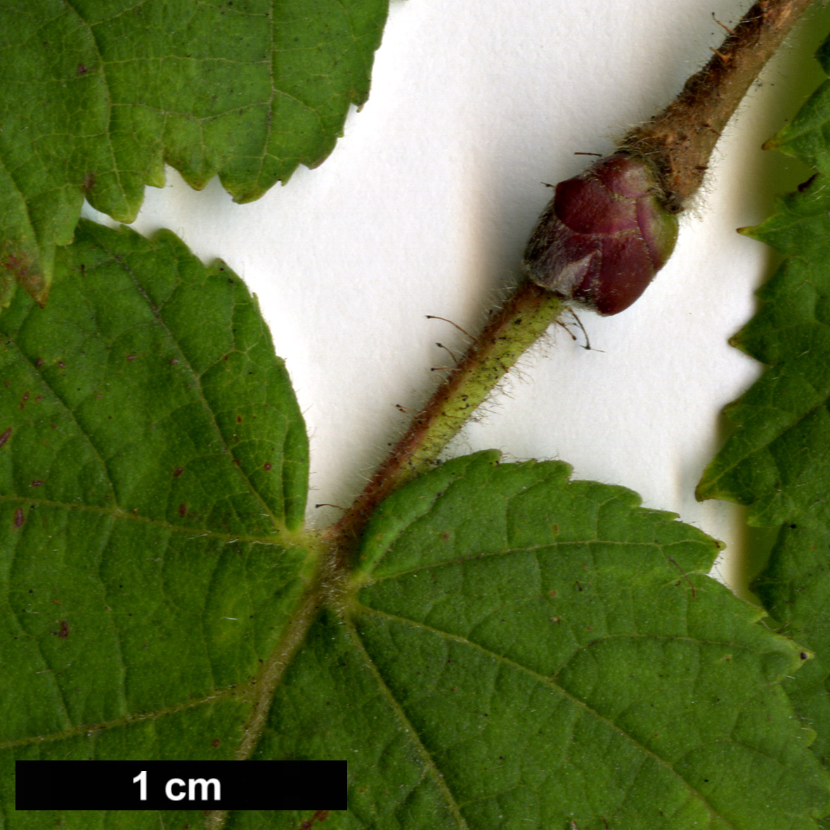 High resolution image: Family: Betulaceae - Genus: Corylus - Taxon: heterophylla - SpeciesSub: var. sutchensis